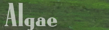 Algae