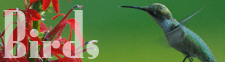 Birds