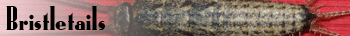 Bristletails