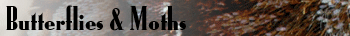 Butterflies and Moths