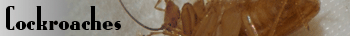 Cockroaches