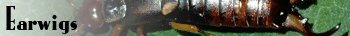 Earwigs