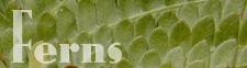 Ferns