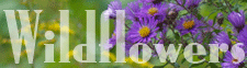 Wildflowers