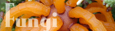 Fungi