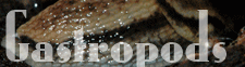 Gastropods