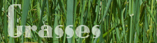 Grasses