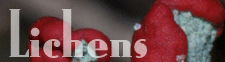 Lichens