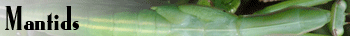 Mantids