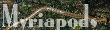 Myriapods