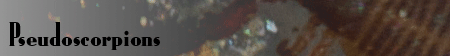 Pseudoscorpions
