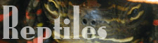 Reptiles