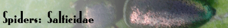 Spiders in Family Salticidae