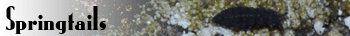 Springtails