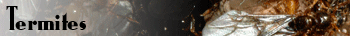 Termites
