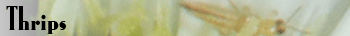 Thrips