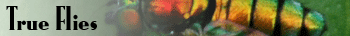 True Flies