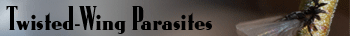 Twisted-Wing Parasites