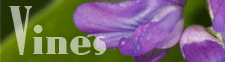 Vines