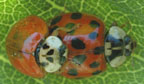 Convergent Ladybug Beetle