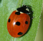 Coccinella septempunctata