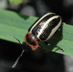 Calligrapha californica