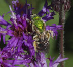 Agapostemon virescens