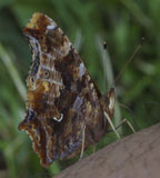 Polygonia comma