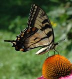 Papilio glaucus