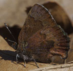 Callophrys augustinus