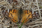 Vanessa virginiensis