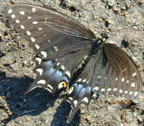 Eastern Black Swallowtail