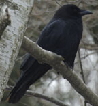 Corvus brachyrhynchos