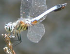 Blue dasher with eggs