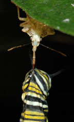 Danaus plexippus caterpillar & assassin bug
