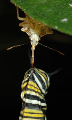 Danaus plexippus caterpillar & assassin bug