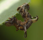 Nematocampa resistaria