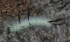 Acronicta americana