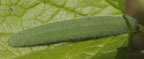Artogeia rapae