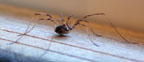 Daddy-Long-Legs