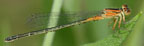 Argia fumipennis young female