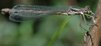 Lestes disjunctus