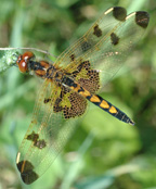 Calethemis elisa