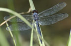 Libellula incesta