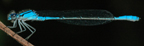 Enallagma aspersum