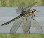 Aeshna verticalis