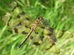Halloween Pennant
