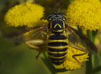 Spilomyia longicornis