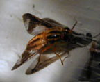 Chrysops sp.