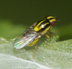 Chlorops sp.